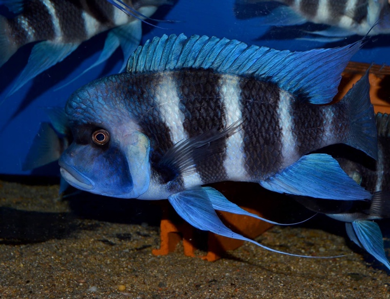 Cyphotilapia gibberosa 'Cape Mpimbwe'